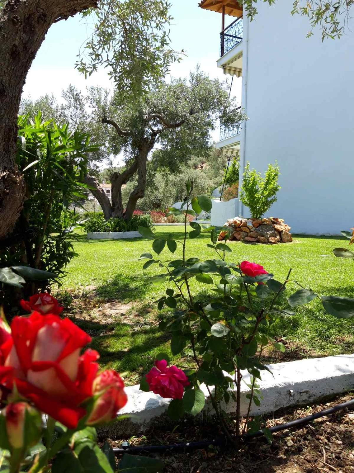 Olive Grove Studios Megali Ammos  Exteriör bild
